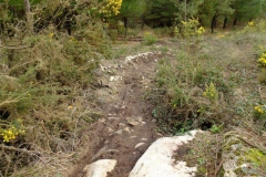 green-37